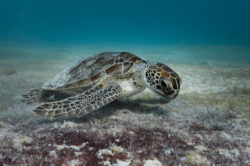 Turtle