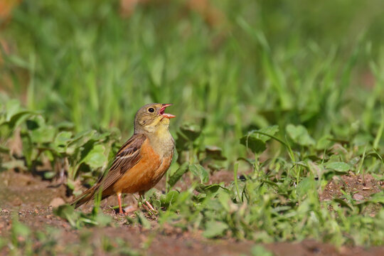 Ortolan bunting. Bird in spring, male. Emberiza hortulana.