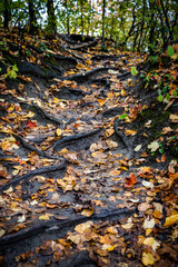Roots exposed on the path