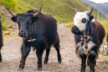 Fototapeta premium Young yaks grazing in a field in the highlands in Tibet