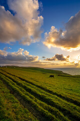 Sunset on cliff overlooking the sea in cloudy day. Grass and animals in the image. HDR colors. Spain