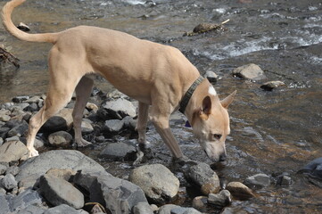 Sniff the Water