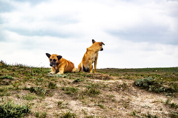 Red stray dogs on rocks. Loneliness. Longing, hopelessness, hunger, sadness