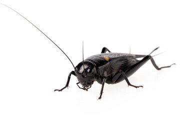 Cricket animal isolated on white