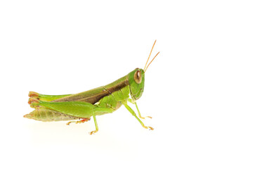 Side of green grasshopper isolated on white background