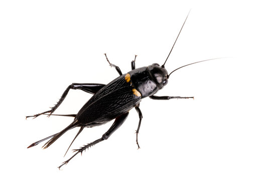 Black cricket animal isolated on white background