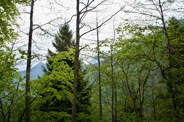 Tall fully grown healthy trees in a forest with bright green leaves and long bodies on the top of the high mountain peak. 