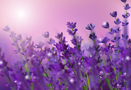 Blooming violet lavender field. Flowers lavender glitter over at sunset. Violet fragrant lavender flowers. Illustration with for perfumery, health products, wedding. Provence, France. Vector. 