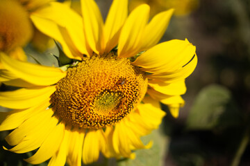 Fototapeta premium Sunflower in the bright sun on summer in the garden