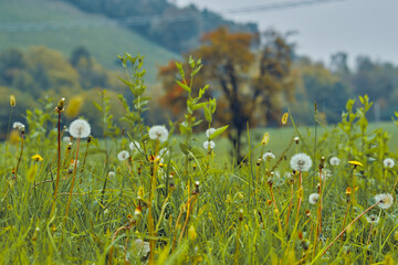 dandelion against a vegetation background 