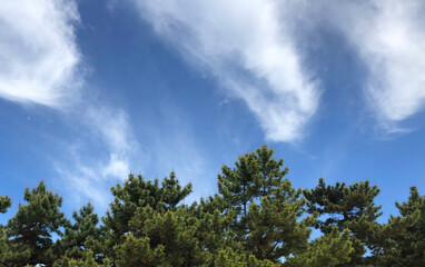 Clouds in the forest