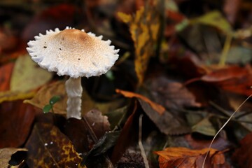 Wolliggestiefelter Schirmling (Lepiota clypeolaria)