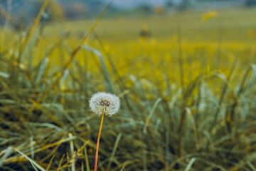 dandelion against a vegetation background 