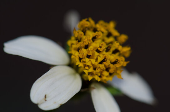 Flower of black-jack Bidens pilosa. North of Gran Canaria. Canary Islands. Spain.
