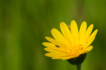 Obraz premium Flower in the north of Gran Canaria. Canary Islands. Spain.