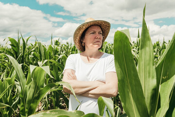 Female farmer looking at green corn maize crop field in summer