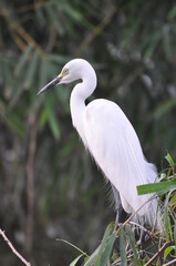 A Great white egret (Arden alba) standing on a branch of green tree with a bokeh background displaying white feathers plumage in its natural habitat. A close up portrait.