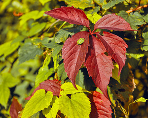 Stink bug on leaves