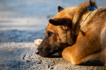 Thai male brown dog lying on floor 