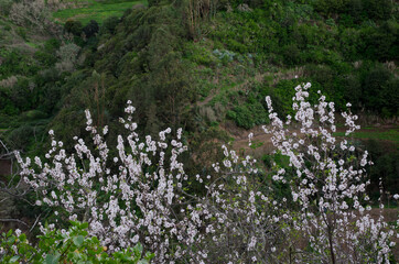 Almond Prunus dulcis in flower. Gran Canaria. Canary Islands. Spain.