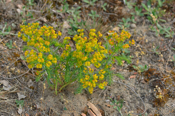 Zypressen-Wolfsmilch (Euphorbia cyparissias)	
