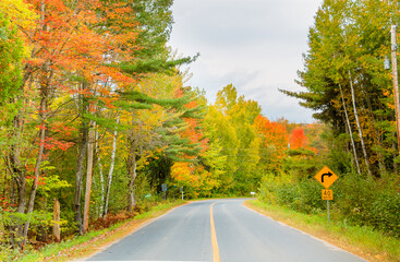 Obraz premium scenic road in autumn forest