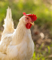 hen chicken free range in the meadow
