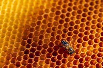 View of worker bees on the honeycomb close-up. Copy space