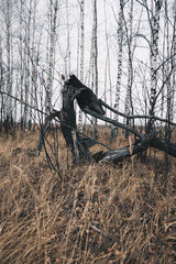 horse in the woods