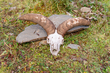 The sheep skull in Tibet in China