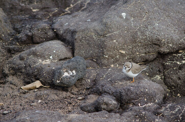 Common ringed plover Charadrius hiaticula in Arinaga. Aguimes. Gran Canaria. Canary Islands. Spain.