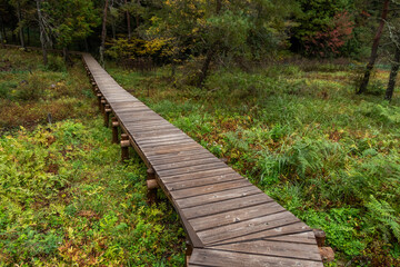 森の中の木道　Boardwalk in a quiet forest