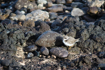 Common ringed plover Charadrius hiaticula in Arinaga. Aguimes. Gran Canaria. Canary Islands. Spain.