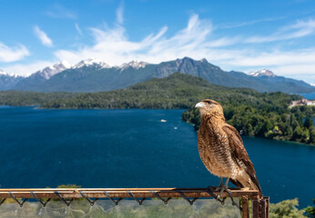 87/5000 Andean chimango posing in a beautiful landscape of the San Carlos de Bariloche mountains