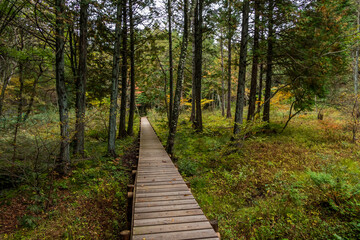 森の中の木道　Boardwalk in a quiet forest