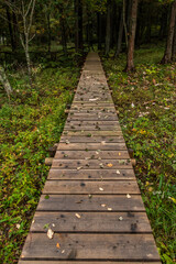 Obraz premium 森の中の木道 Boardwalk in a quiet forest