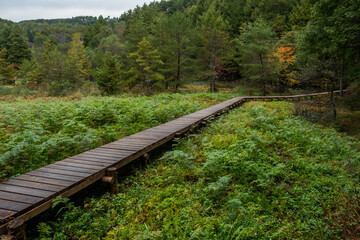 森の中の木道　Boardwalk in a quiet forest