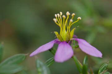 Flower of vine in Aguimes. Gran Canaria. Canary Islands. Spain.