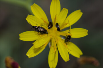 Beetles on a flower in Aguimes. Gran Canaria. Canary Islands. Spain.