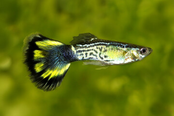Black Cobra Guppy fish aquarium fish Poecilia reticulata colorful rainbow tropical	
