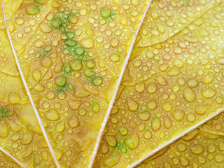 Obraz premium Autumn leaves pattern as background. Abstract nature leaf texture. Floral decor for presentation of natural cosmetics or wallpaper desktop. Macro view of yellow maple leaf with drops. Soft focus.