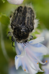 Beetle Tropinota squalida canariensis feeding on a flower of Echium decaisnei. Guayadeque ravine. Aguimes. Gran Canaria. Canary Islands. Spain.