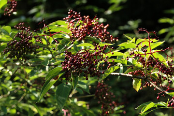Closeup shot of elderberry ripen on the branches of a bush