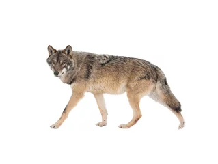 Muurstickers Walking gray wolf isolated on white background. © fotomaster