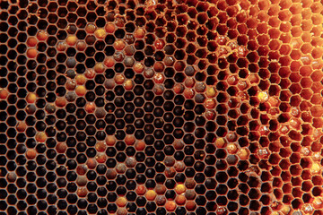 Abstraction. Background texture of the site honeycomb wax from a beehive filled with Golden honey full frame view.