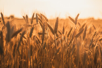 schönes Getreidefeld im Gegenlicht