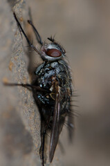 Fly in the Guayadeque ravine. Aguimes. Gran Canaria. Canary Islands. Spain.