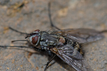 Fly in the Guayadeque ravine. Aguimes. Gran Canaria. Canary Islands. Spain.