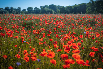 Schönes Mohnblumenfeld