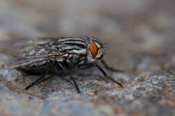 Common flesh fly Sarcophaga carnaria. Guayadeque ravine. Aguimes. Gran Canaria. Canary Islands. Spain.